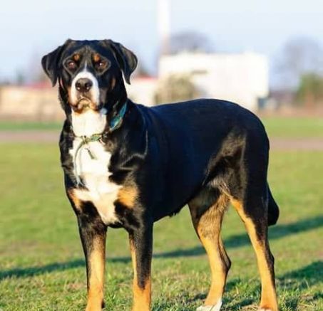 Duży szwajcarski pies pasterski