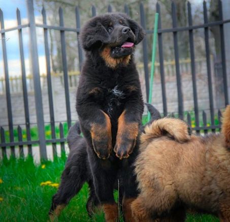 Mioty i szczeniaki dostępne maj 2020