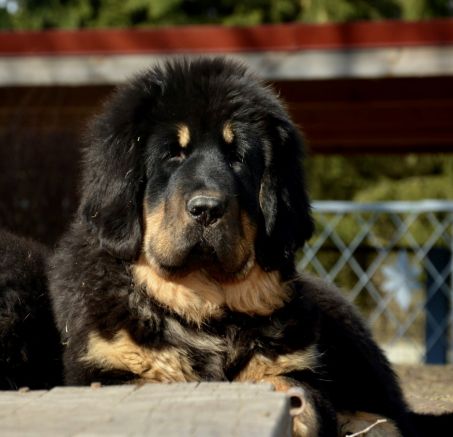 Szczenięta - Mastif Tybetański