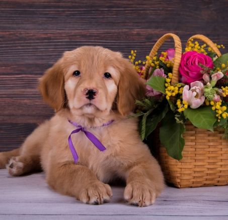 Szczenięta - Hovawart