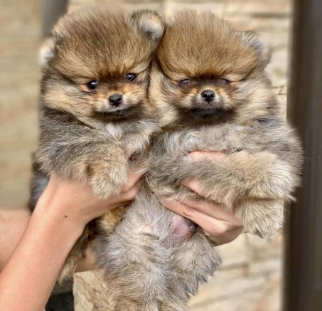 Spitz miniatura Pomerania - cachorros