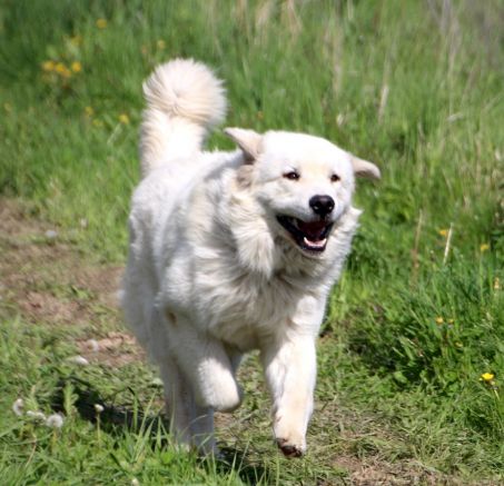 Wizyta w hodowli Ku Owcom FCI