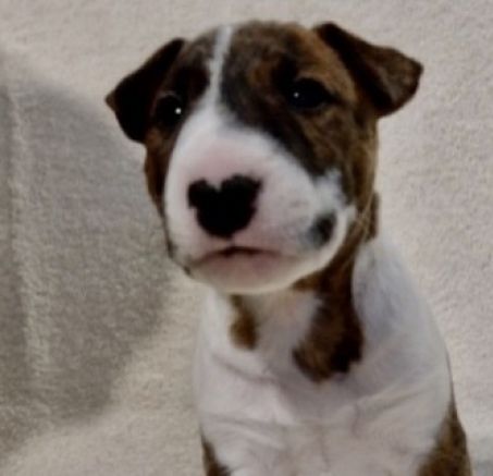 Szczenięta - Bulterier miniaturowy