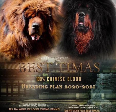 Szczenięta Mastifa Tybetańskiego