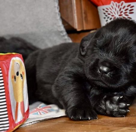 Suczka - Nowofundland 