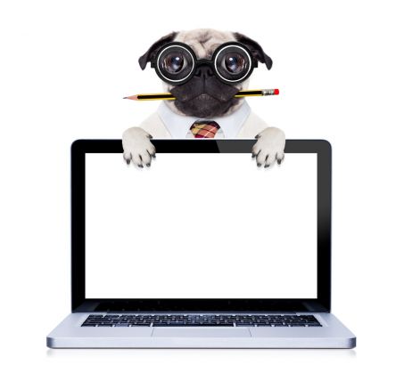 Jak wybrać imię dla psa?