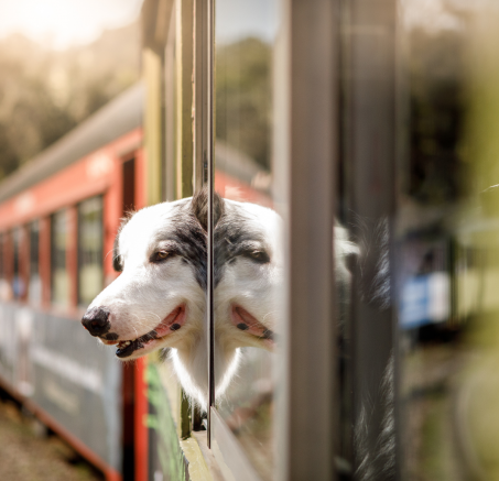 Góry czy morze – gdzie na wakacje z psem?