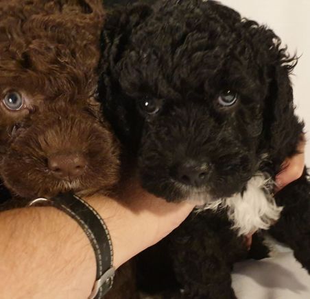 Hiszpański pies dowodny