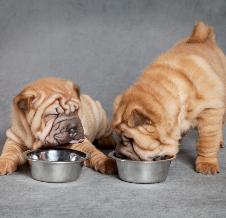 Idealna karma bez zbóż dla szczeniaka, to jaka?