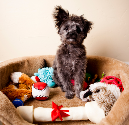 Idealne zabawki dla szczeniaka: Jak wybrać najlepsze zabawki dla Twojego pupila