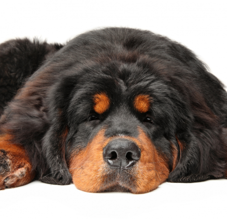 Ile śpi pies? Tajemnice psiego snu