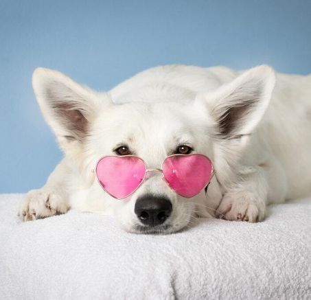 Imiona dla psa: wszystko co warto wiedzieć