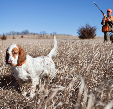 Instynkt łowiecki u psów: Które rasy są najbardziej predysponowane do polowań i jak go kontrolować?