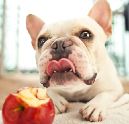 Jabłka w diecie psa: Czy to bezpieczny i zdrowy smakołyk?