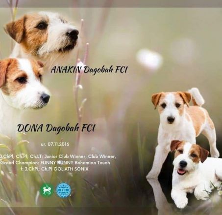 Jack Russell terrier - dostępne szczeniaki