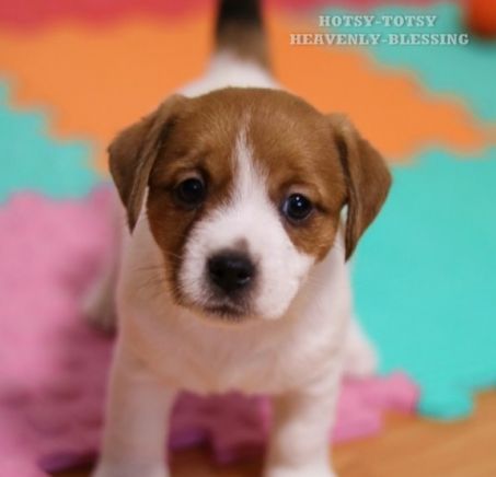 Jack Russell terrier - szczenięta
