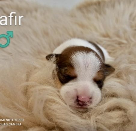 Jack Russell terrier - szczenięta