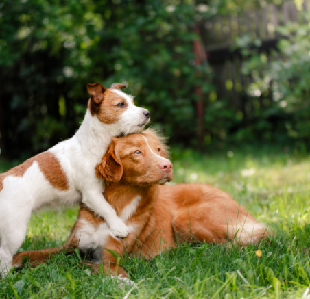 Jak bezpiecznie wprowadzić drugiego psa do domu – praktyczny poradnik dla opiekunów