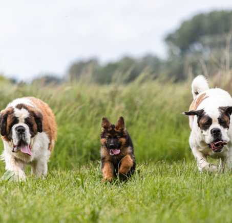 Jak dbać o odporność psa? Kompleksowy poradnik