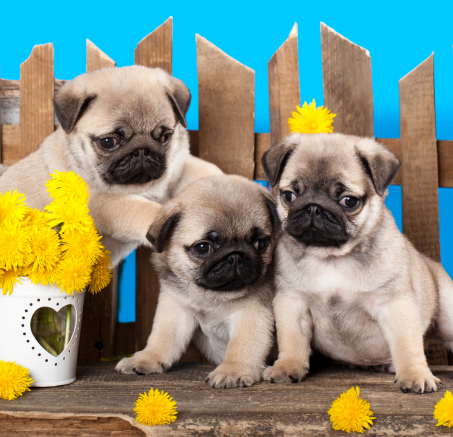 Jak dbać o sierść psa krótkowłosego ? Praktyczne porady dla właścicieli