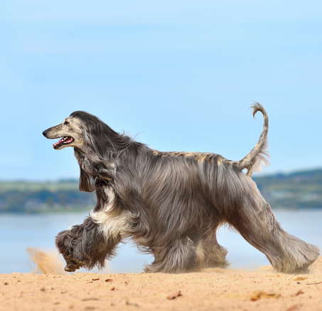 Jak dbać o sierść psów długowłosych?