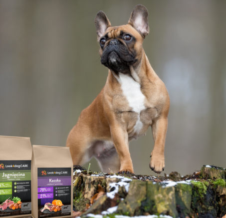 Jak karmić buldoga francuskiego?