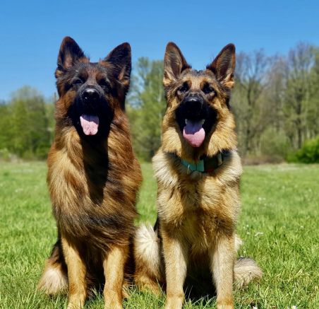 Jak karmić owczarki niemieckie ? Zdrowa dieta dla twojego psa