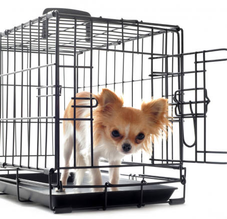 Jak nauczyć psa korzystania z klatki kennelowej?
