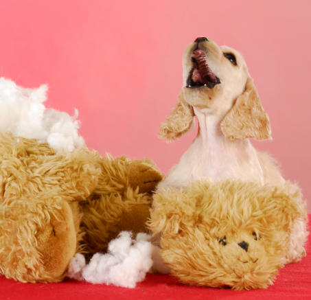 Jak oduczyć psa gryzienia? Co zrobić, kiedy szczeniak gryzie?