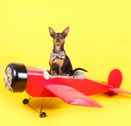 Jak podróżować samolotem z psem – wszystko, co musisz wiedzieć