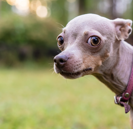 Jak pracować z psem z traumą i pomóc mu w powrocie do równowagi