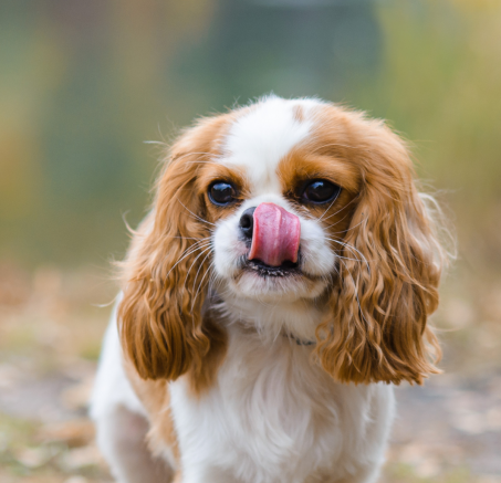 Jak prawidłowo karmić Cavalier King Charles Spaniela?