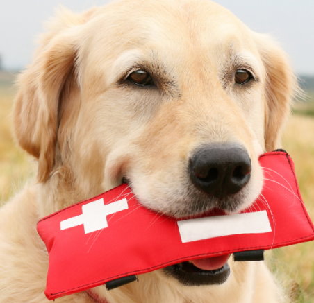 Jak przygotować apteczkę dla psa? Niezbędne elementy i ich zastosowanie