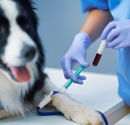 Jak rozpoznać i leczyć najczęstsze choroby psów