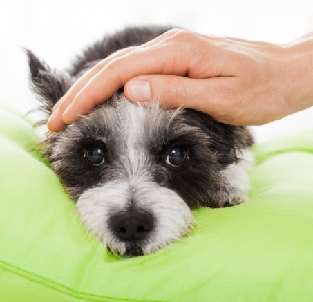 Jak rozpoznać i reagować na oznaki bólu u psa?