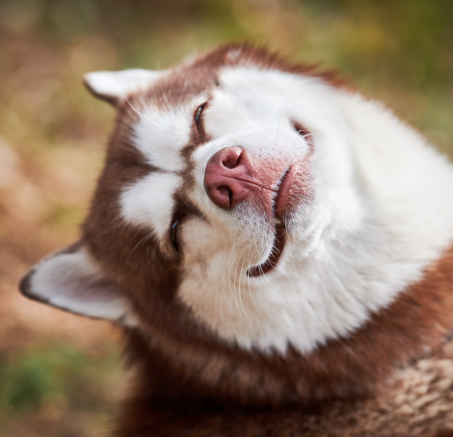 Jak rozpoznać, że Twój pies jest szczęśliwy?