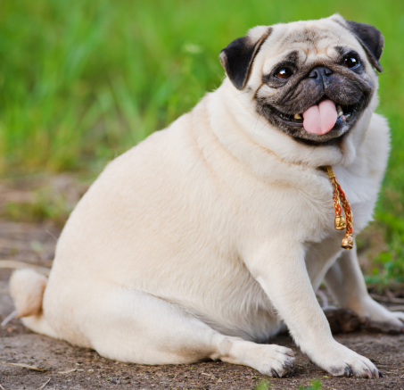 Jak walczyć z otyłością u psów?: Kompleksowy poradnik dla właścicieli