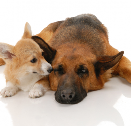 Jak wprowadzić szczeniaka do domu, w którym jest już pies?