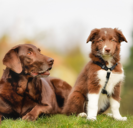 Jak wprowadzić szczeniaka do domu z dorosłym psem? Praktyczny przewodnik