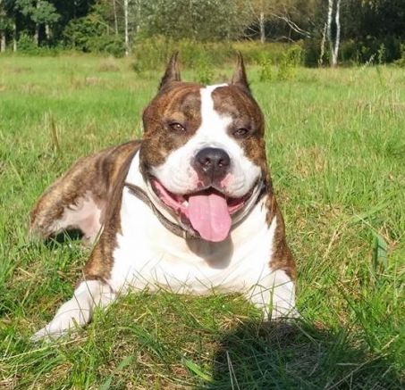 Jak wybrać psa? Wybór nie jest łatwy 