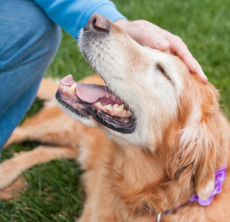 Jak zadbać o długowieczność Twojego psa? : Praktyczny poradnik