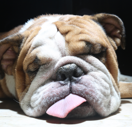 Jak zmęczyć psa? kompletny przewodnik