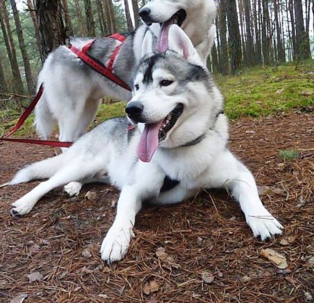 Jaką smycz wybrać dla mojego psa?