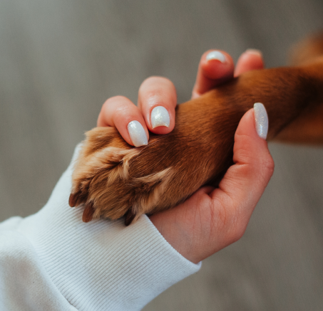 Jakie są najczęstsze błędy w komunikacji z psem i jak ich unikać?