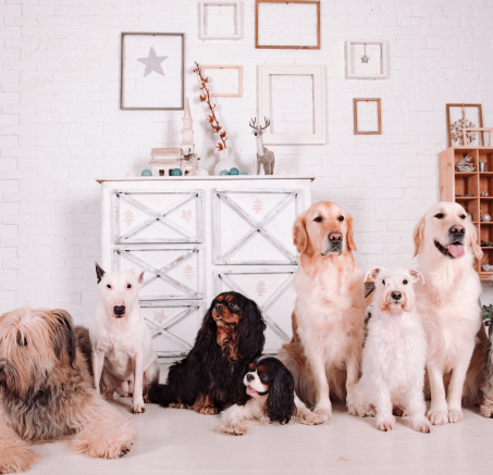 Jakie sekrety kryją zmysły psa?