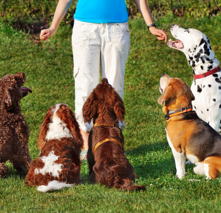 Jakie szkolenie wybrać dla psa: indywidualne, grupowe, stacjonarne czy samodzielne?