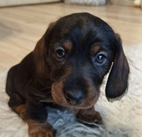 Jamnik szorstkowłosy szczenięta