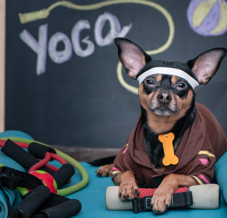 Joga z pieskami: Nowa moda w świecie fitnessu i relaksu