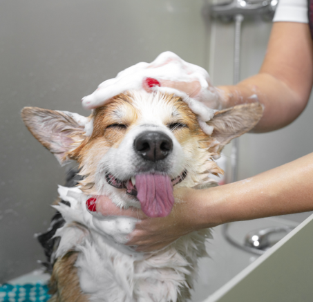 Kąpiel psa – jak, kiedy i czym myć swojego pupila, by zachować zdrową skórę i lśniącą sierść