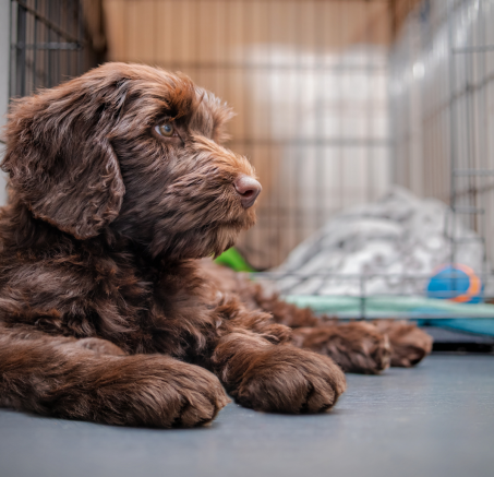 Kaszel kenelowy u psa: objawy, zarażenie, szczepienia i leczenie